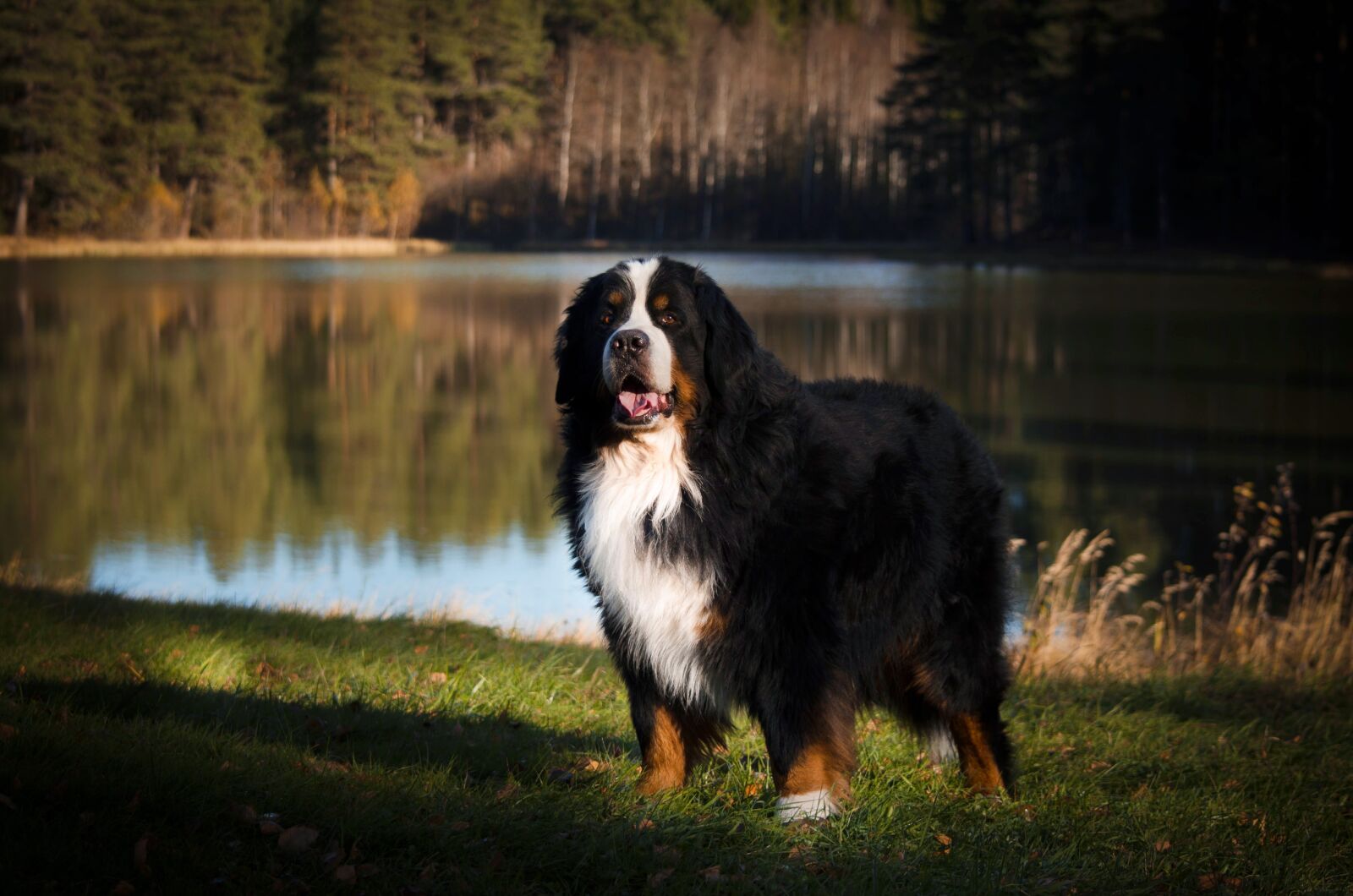 Nikon D5100 sample photo. Bernese mountain dog, dog photography