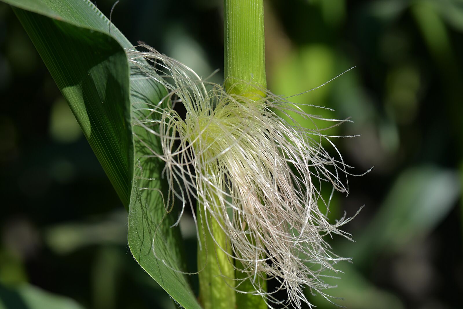 Nikon D610 sample photo. Corn on the cob photography