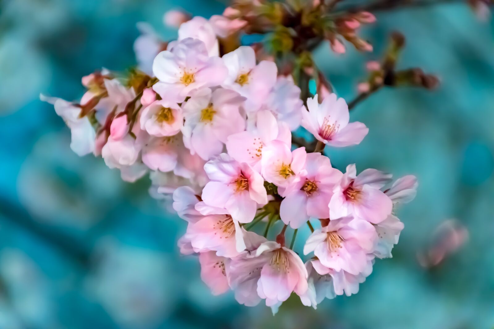Nikon D5600 sample photo. Flowers, natural, plant photography