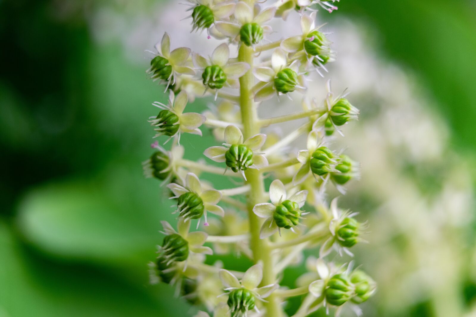 Nikon D3300 sample photo. Flower, garden, nature photography