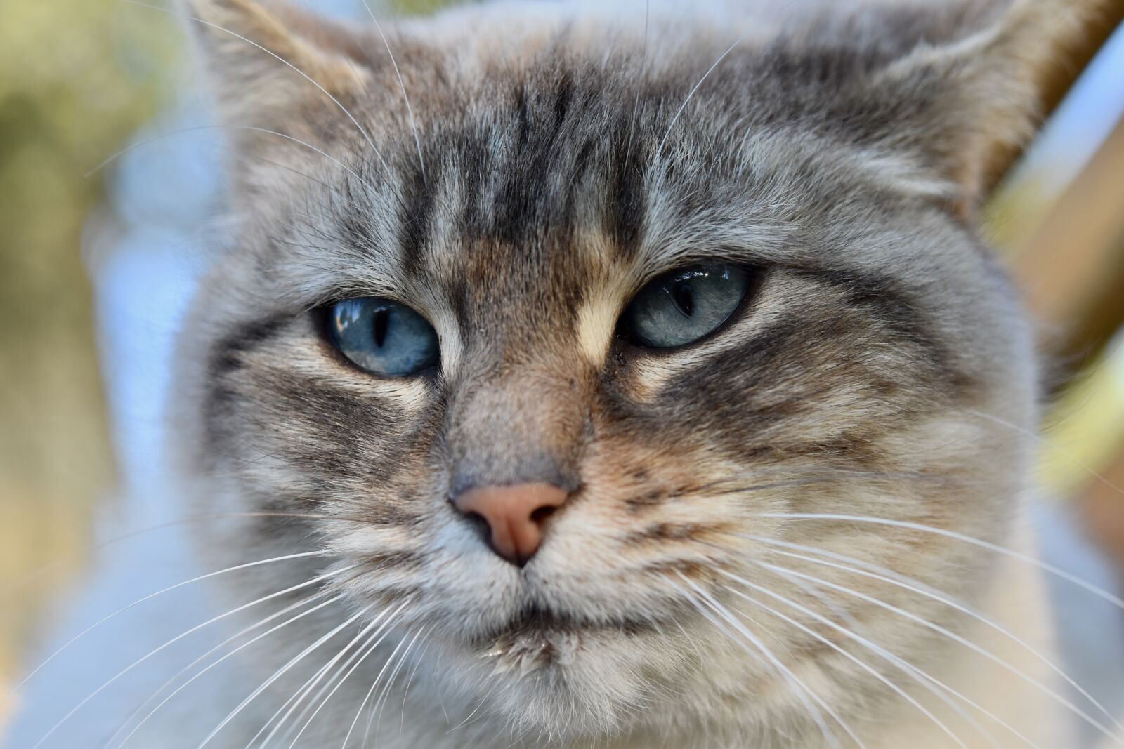Nikon D5600 sample photo. Cat, portrait of cat photography