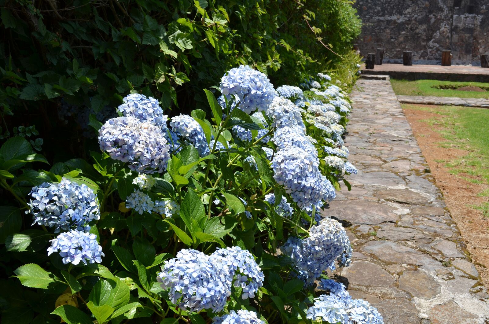 Nikon D5100 sample photo. Hydrangea, flower, floral photography