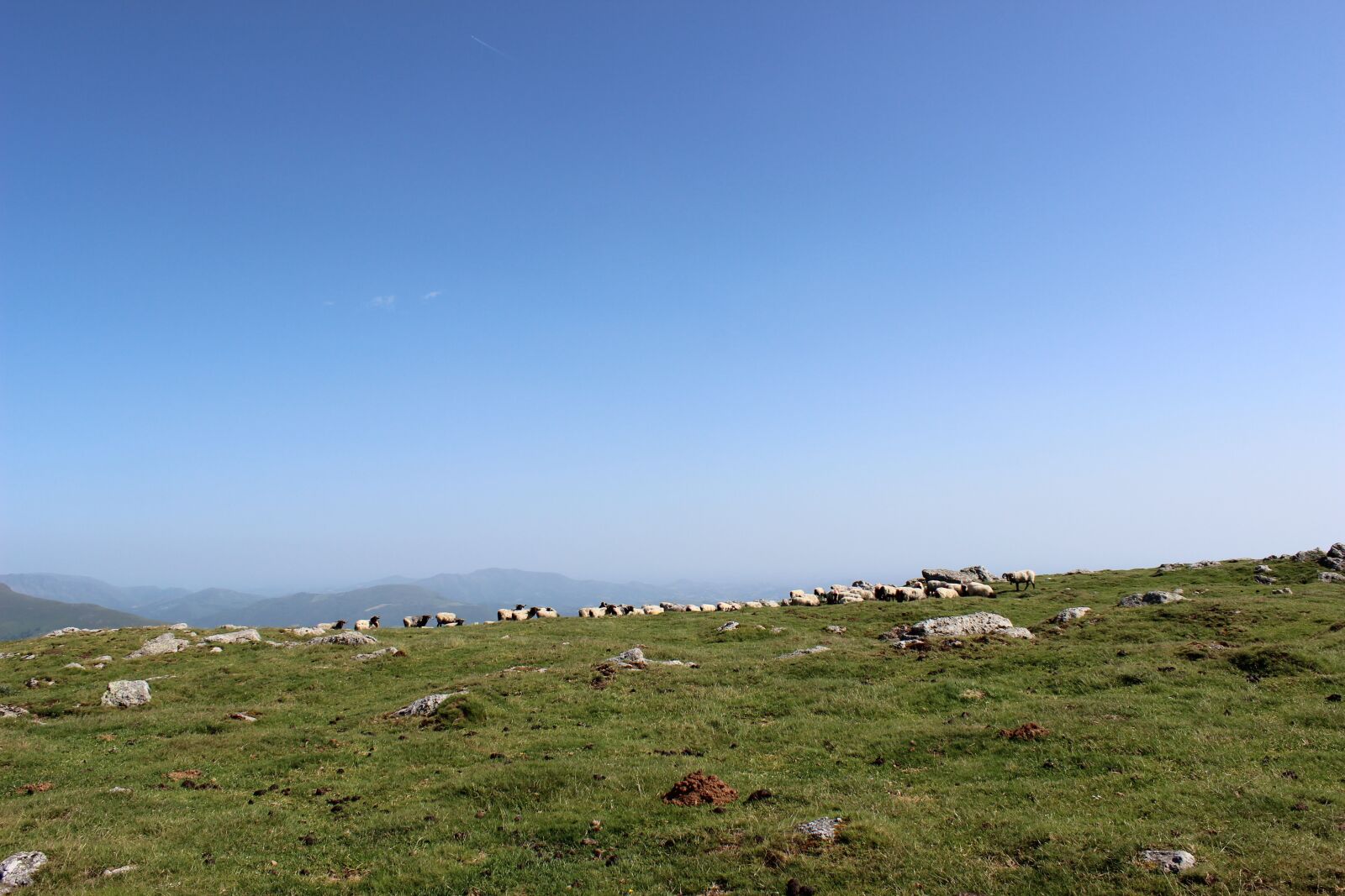 Canon EOS 600D (Rebel EOS T3i / EOS Kiss X5) sample photo. Mountains, animals, landscape photography