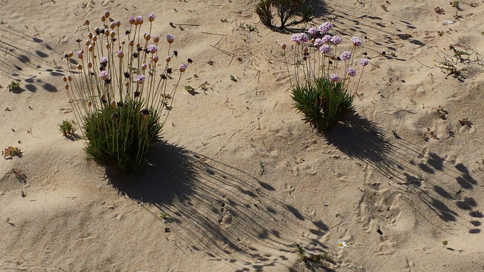Samsung Galaxy S4 sample photo. Beach, build, algarve photography