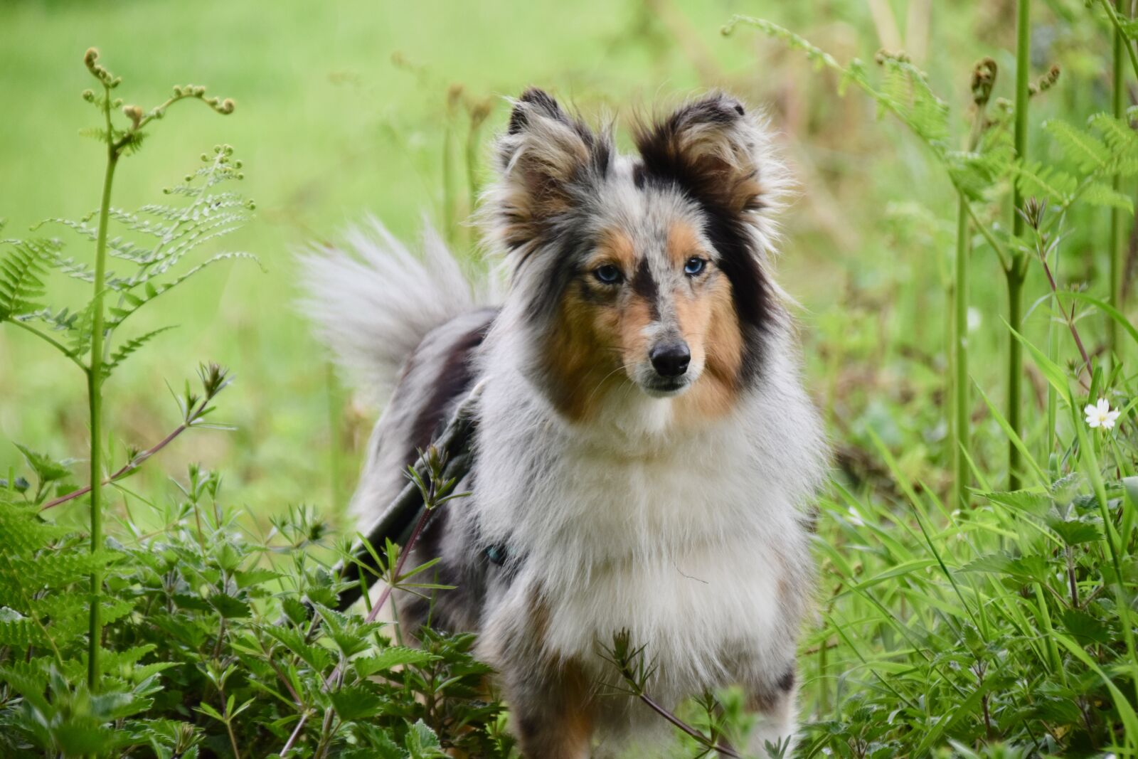 Nikon D5600 sample photo. Dog, bitch, shetland sheepdog photography