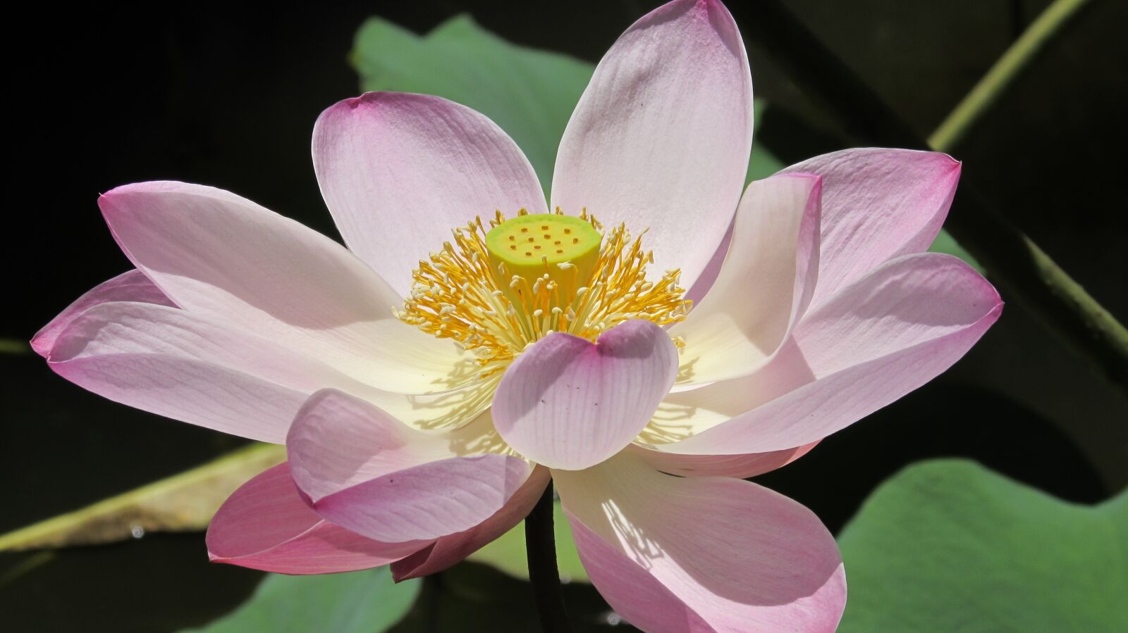 Canon PowerShot SX510 HS sample photo. Lotus, flowers, water lily photography