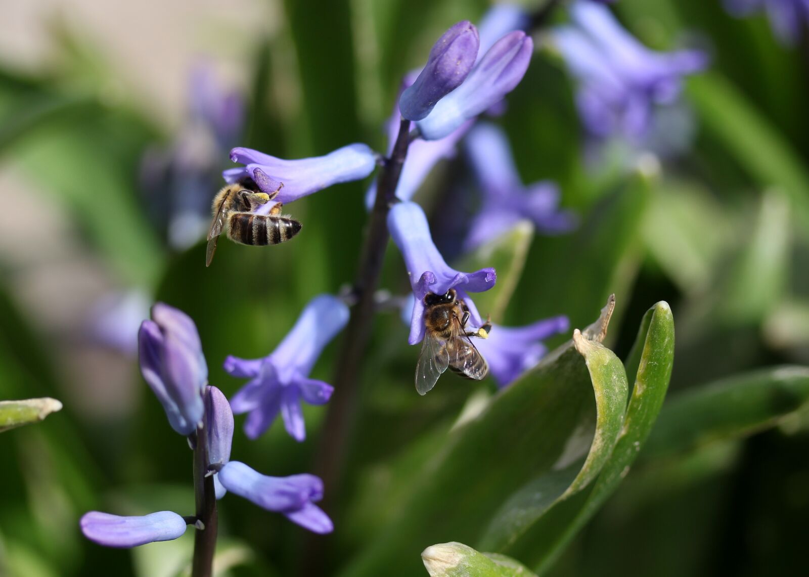 Canon EF-S 60mm F2.8 Macro USM sample photo. Hyacinth, bee, pollination photography