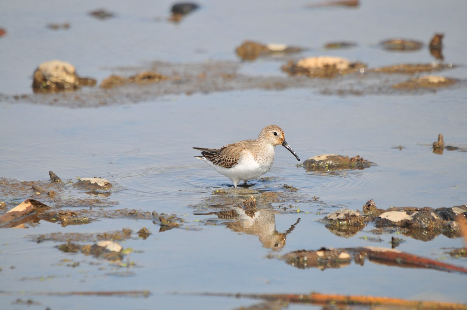 Nikon D300 sample photo. Waters, bird, wild animals photography