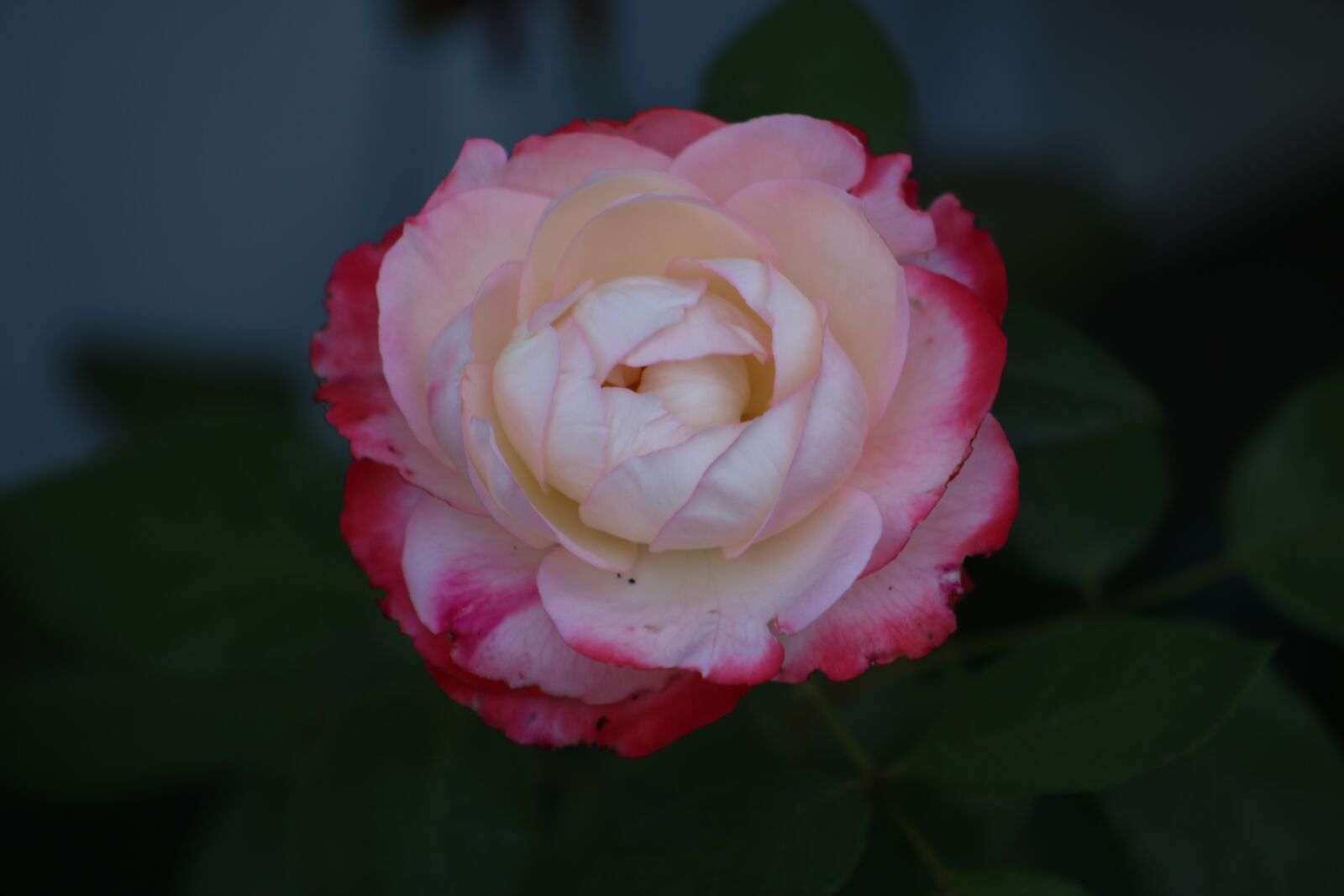 Canon EOS 750D (EOS Rebel T6i / EOS Kiss X8i) + EF75-300mm f/4-5.6 sample photo. Rose, flower, plant photography