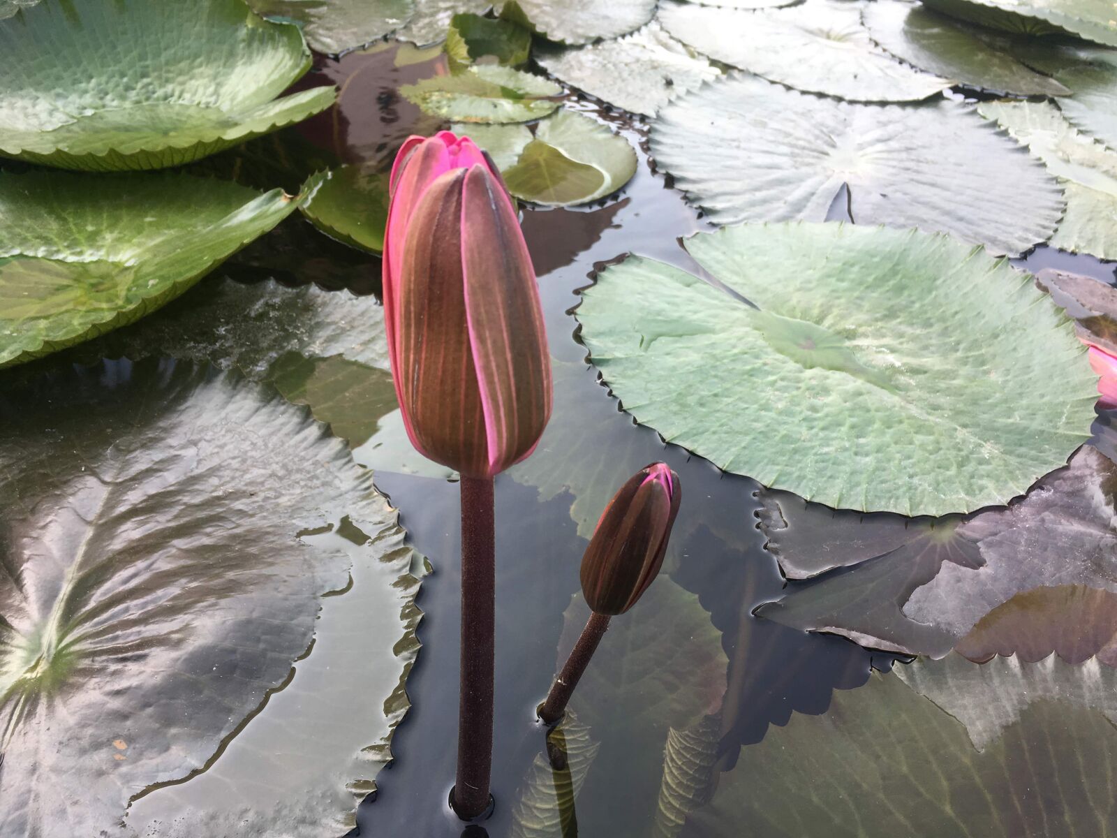 iPhone 6s back camera 4.15mm f/2.2 sample photo. Lotus, pink, meditation photography