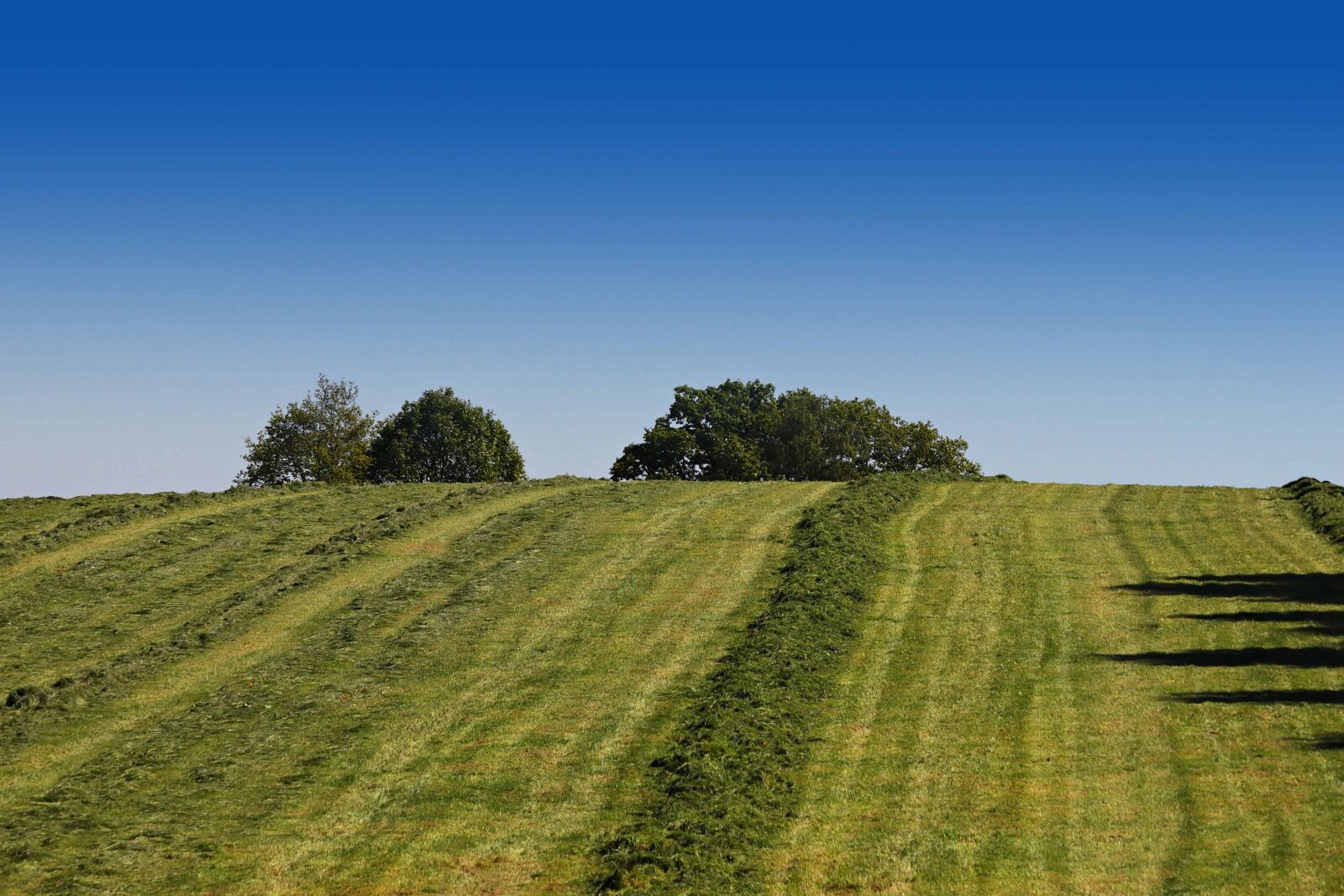 Canon EOS 80D sample photo. Grass, blue sky, agriculture photography