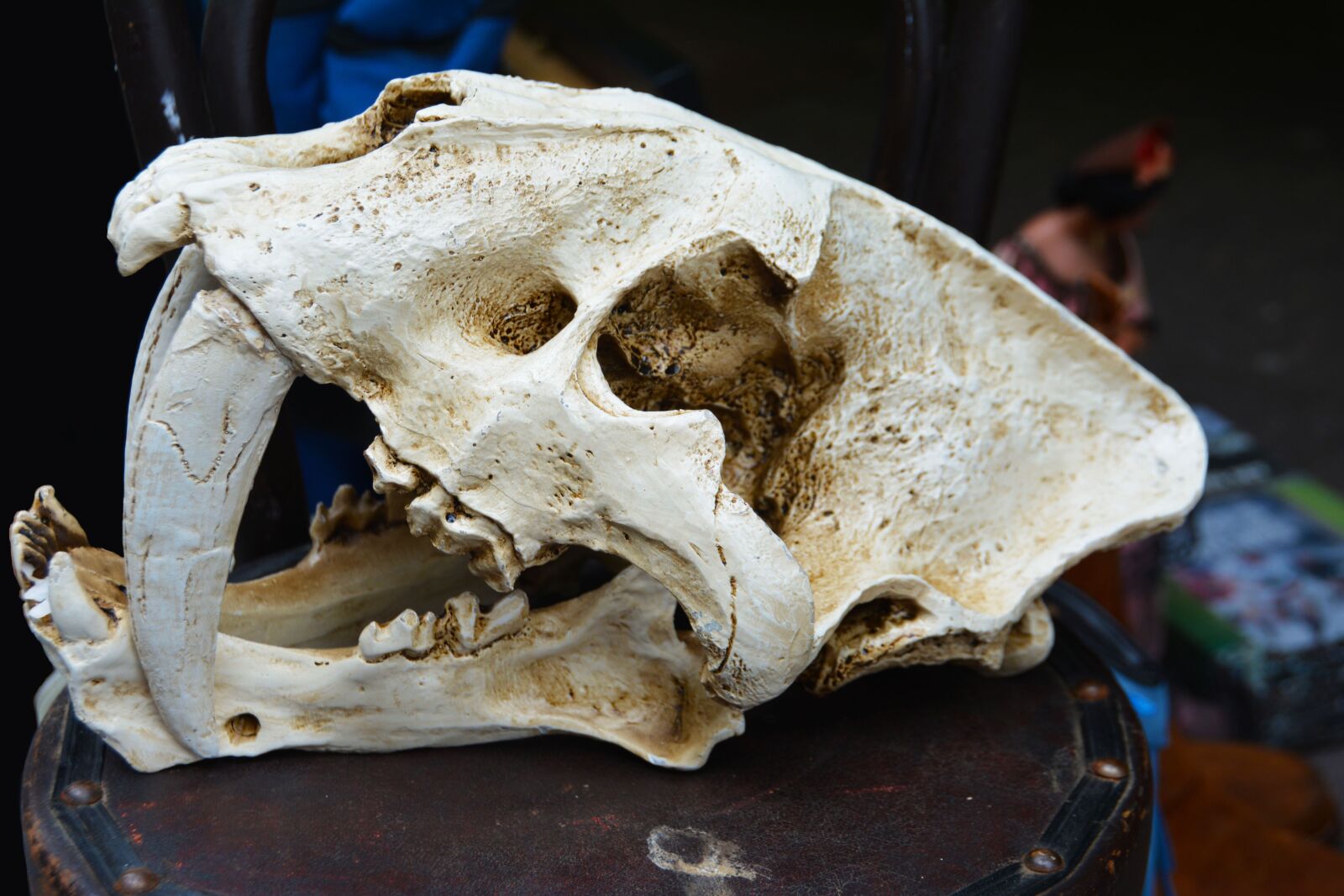 Nikon D5200 sample photo. Skull, skeleton, head photography