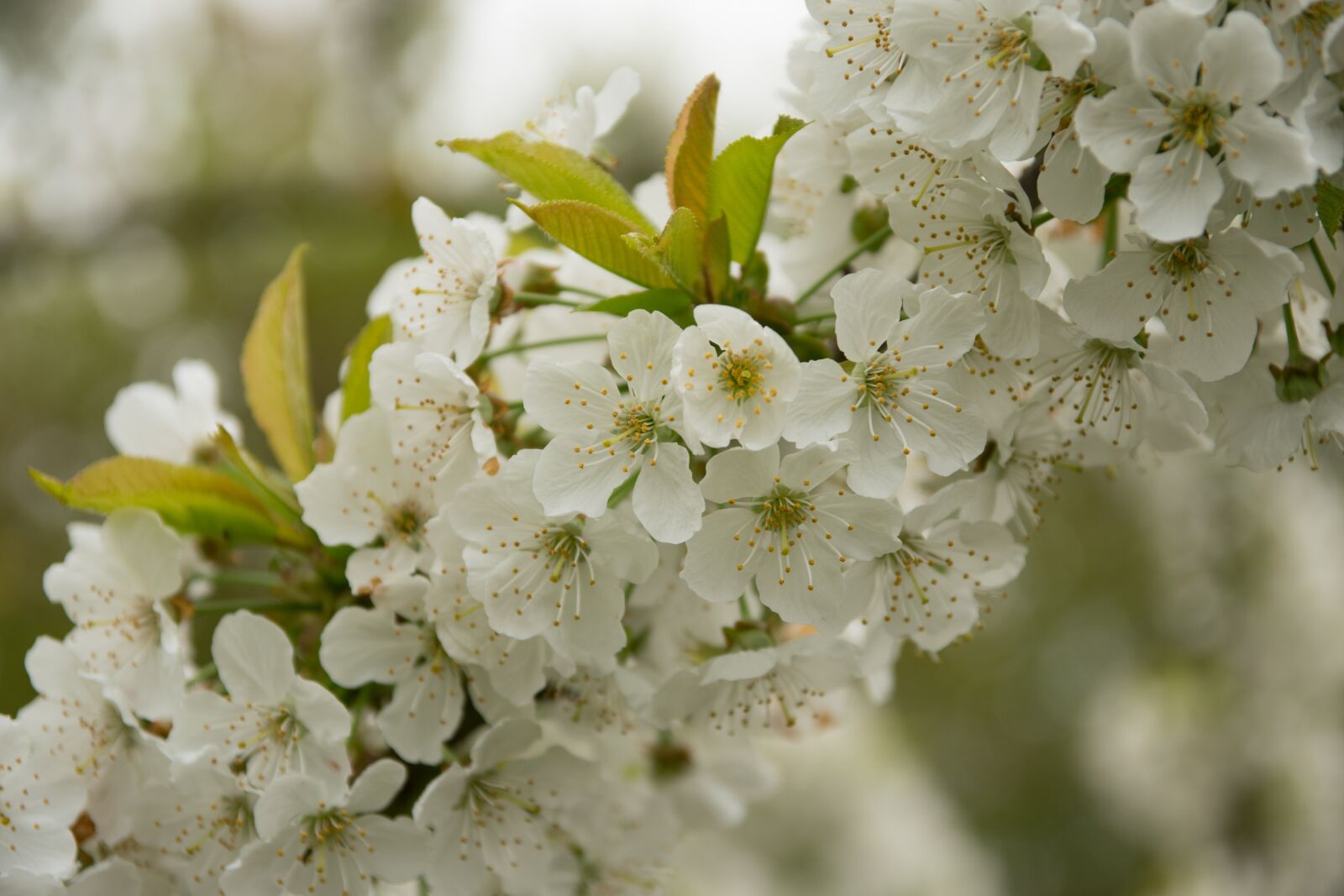 Nikon D5500 sample photo. Cherry blossoms, cherry tree photography