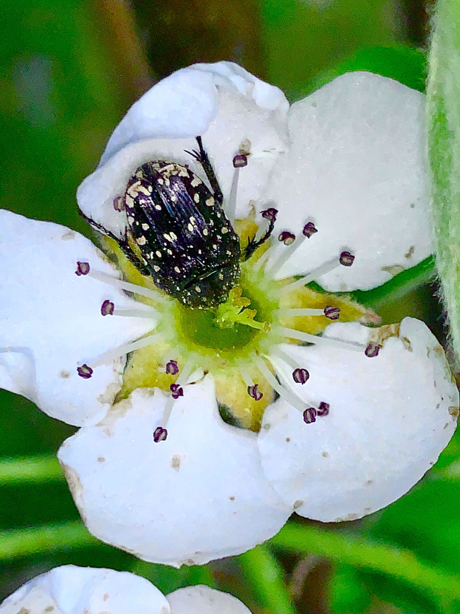 iPhone XS Max back dual camera 4.25mm f/1.8 sample photo. Rose beetle, blossom, bloom photography