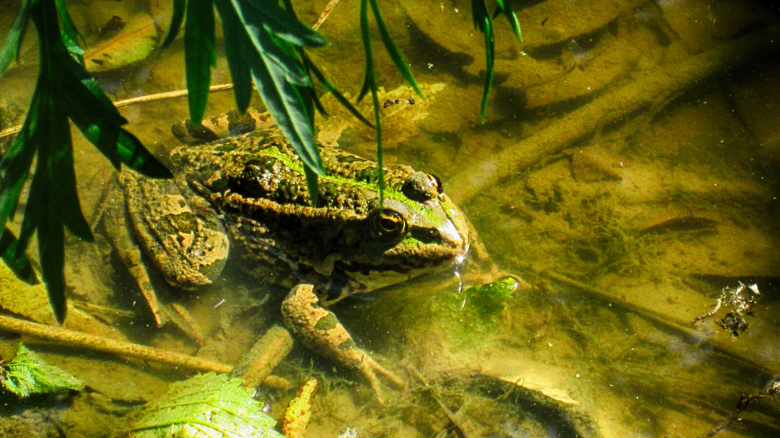 Canon PowerShot A2500 sample photo. Green, frog, mud, wilderness photography