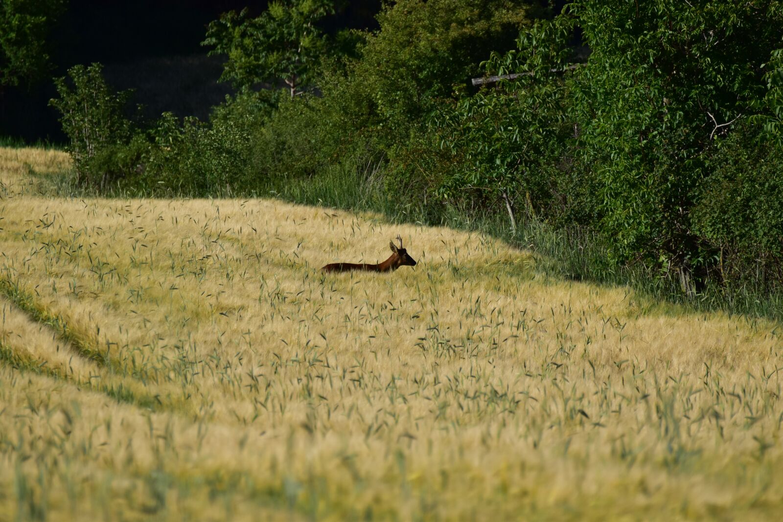 Nikon D5600 sample photo. Deer in the cornfield photography