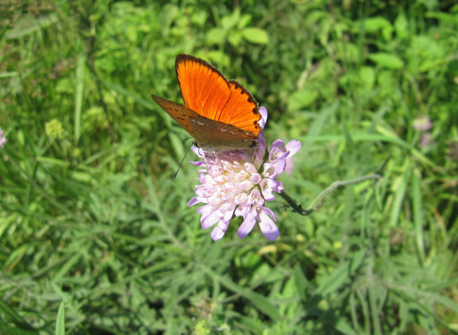 Canon PowerShot SX200 IS sample photo. Nature, butterfly, flower photography