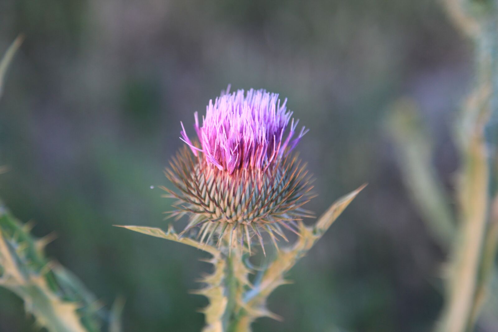 Canon EOS 5D Mark II sample photo. Thistle, flower, wild flower photography
