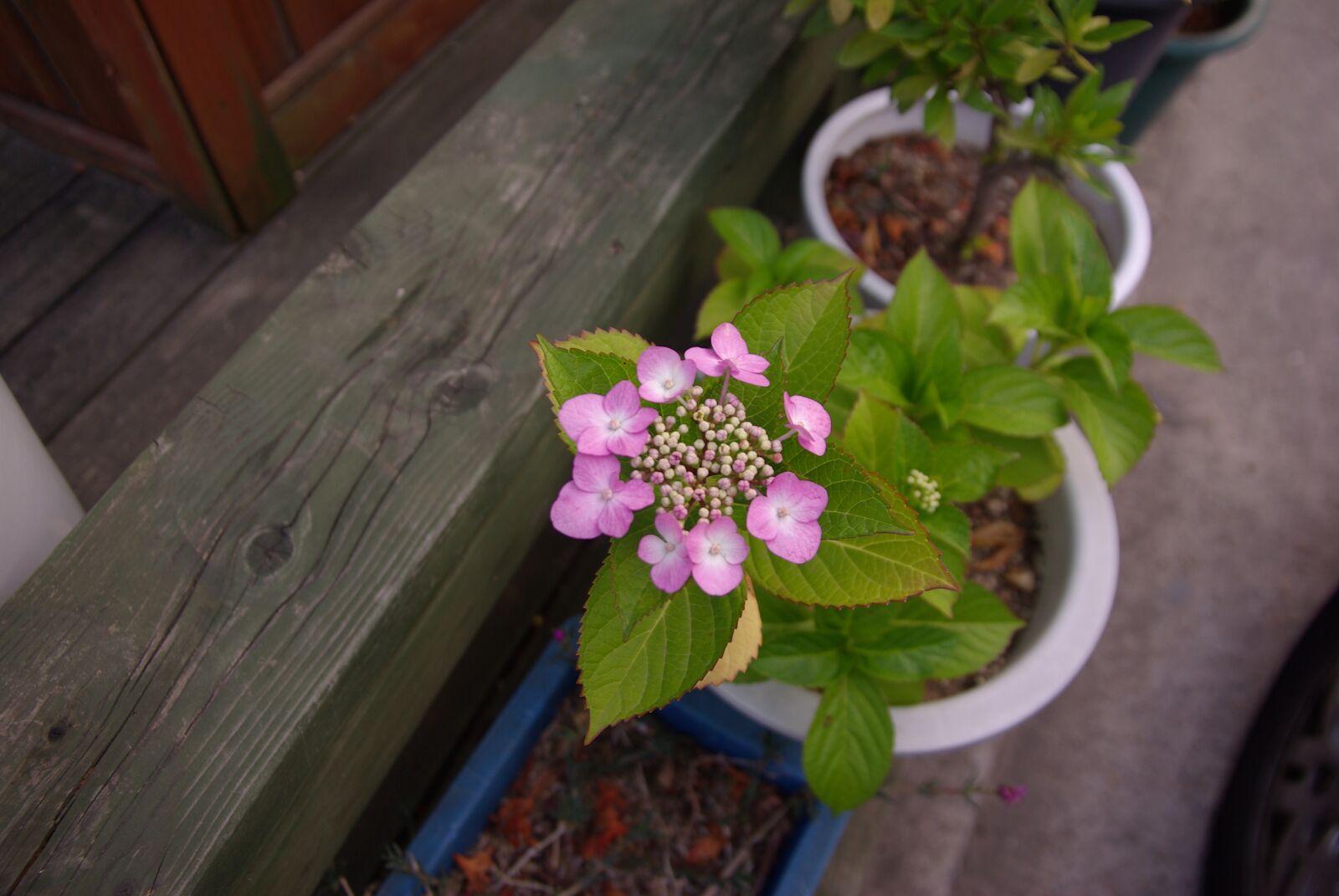 Pentax K10D sample photo. Hydrangea, church, potted plant photography