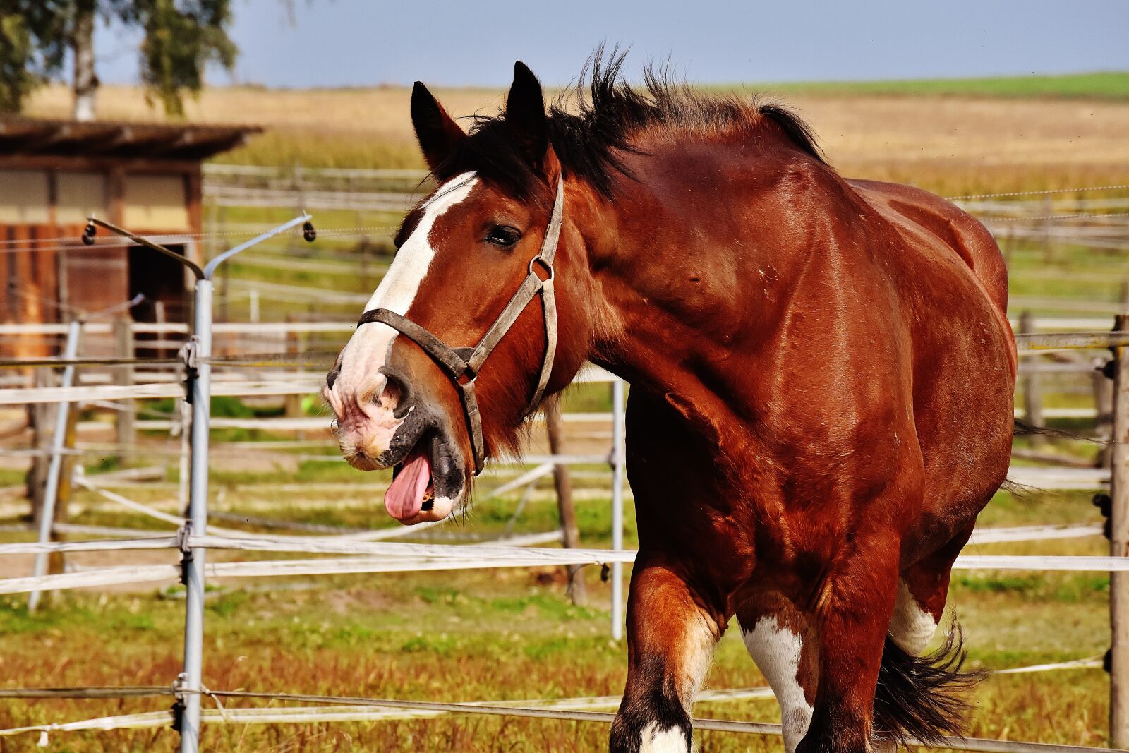 Nikon D7200 sample photo. Shire horse, horse, stick photography