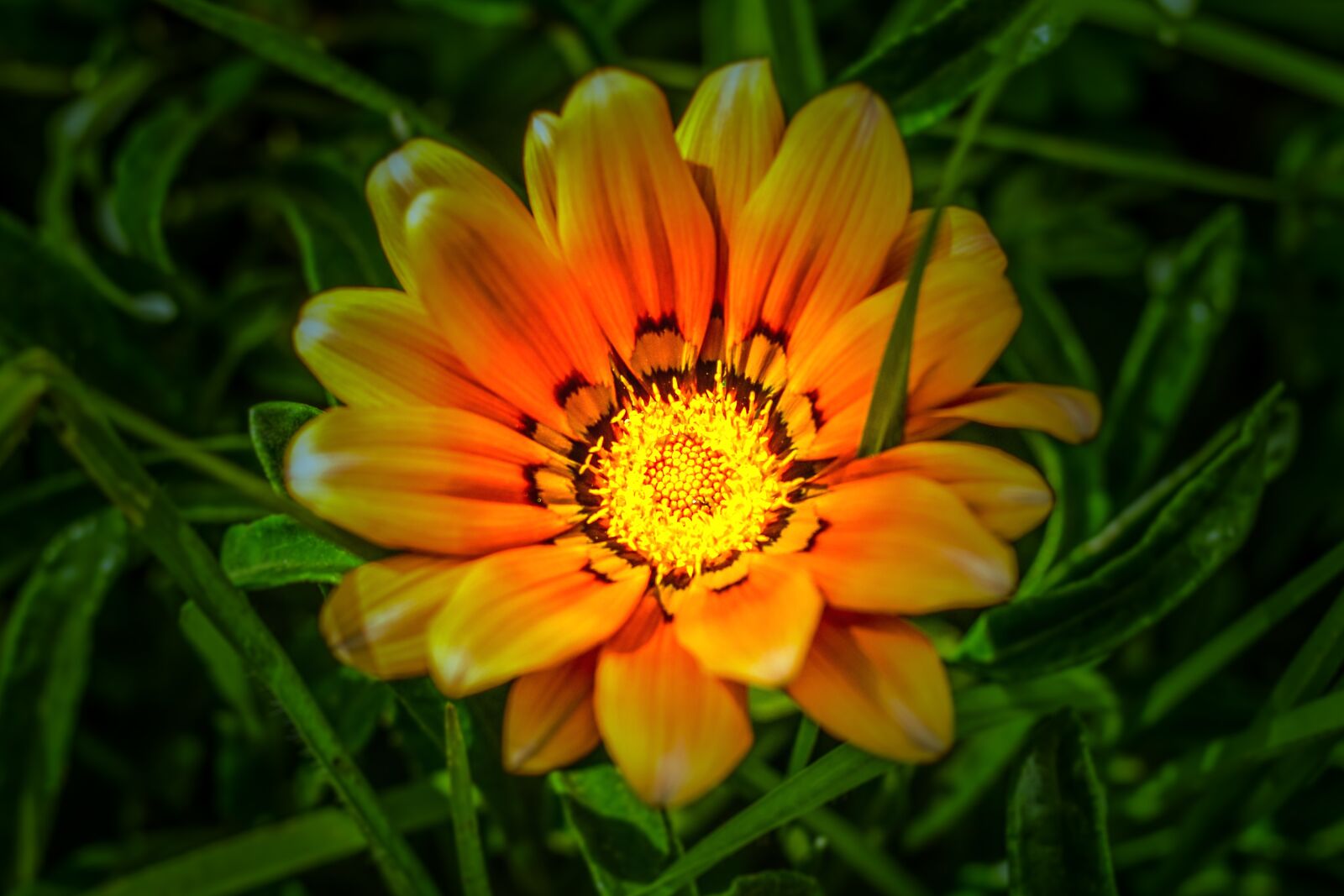 Nikon D3400 sample photo. Flower beautiful, illuminated, beautiful photography