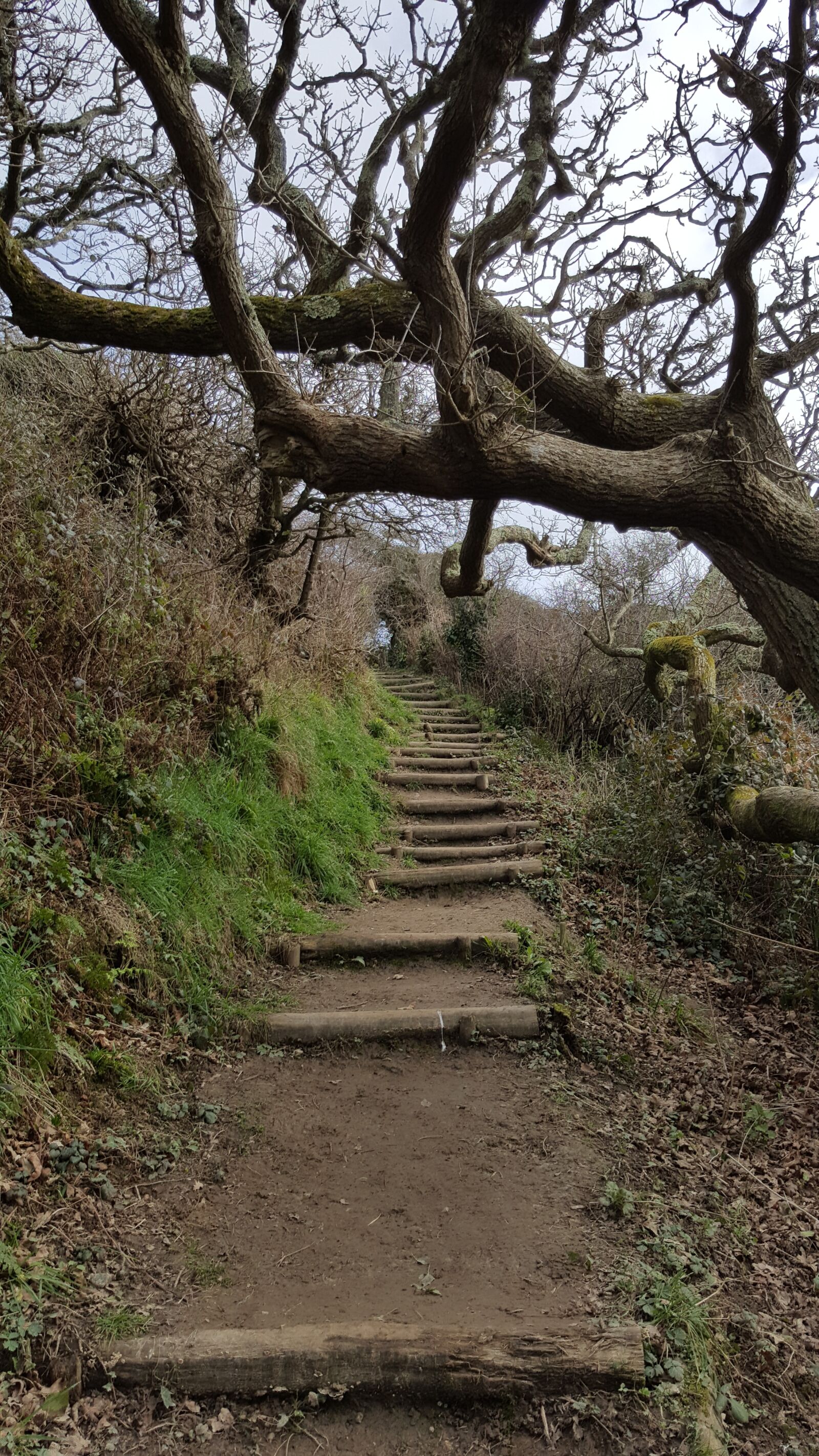Samsung Galaxy S6 sample photo. Path, pathway, nature photography