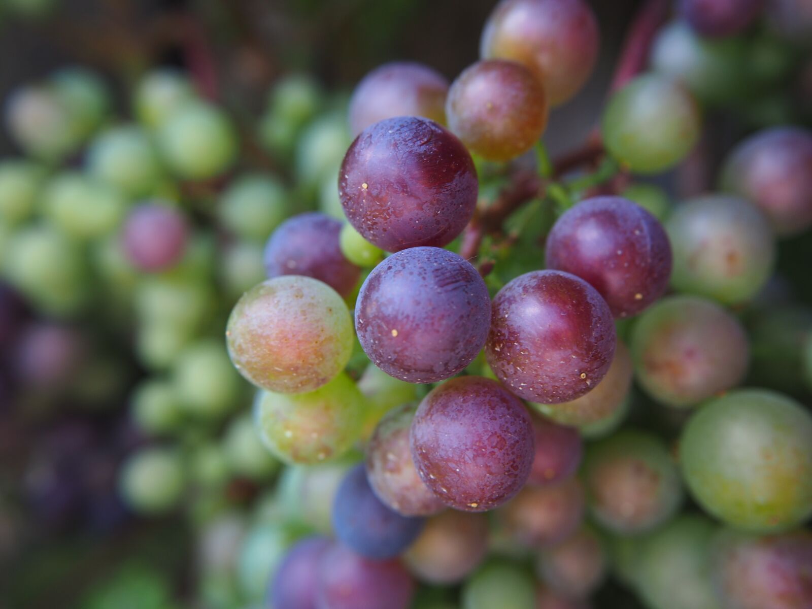 Olympus OM-D E-M10 sample photo. Grape, vine, grapes photography