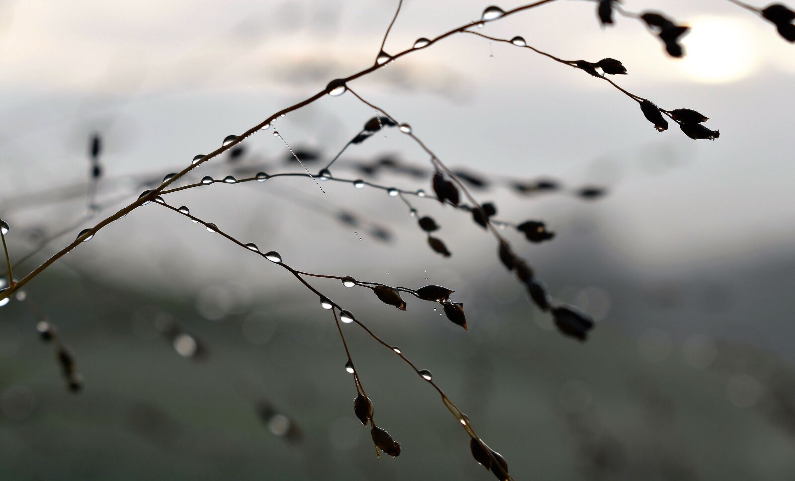 Nikon D5500 sample photo. Autumn, nature, drop of photography