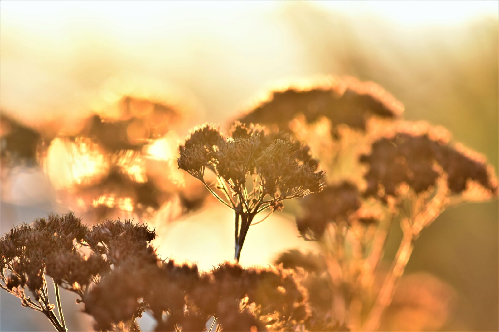 Nikon D5500 sample photo. Backlighting, mood, plant photography