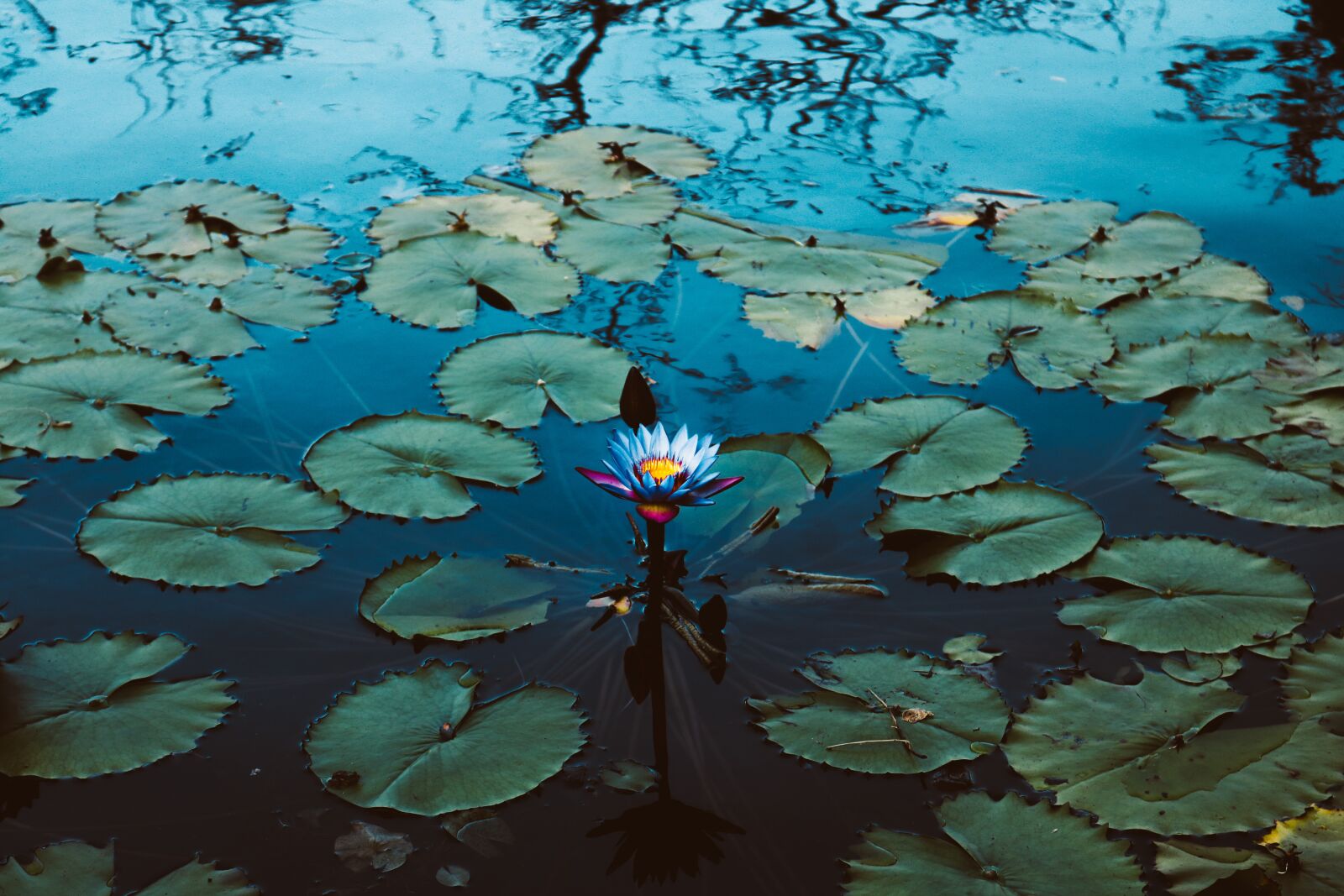 Canon EOS 750D (EOS Rebel T6i / EOS Kiss X8i) sample photo. Waterlily, shadow, reflection photography