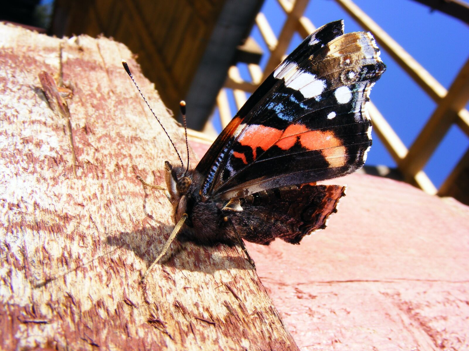 Fujifilm FinePix S5700 S700 sample photo. Beautiful, butterfly, colored photography