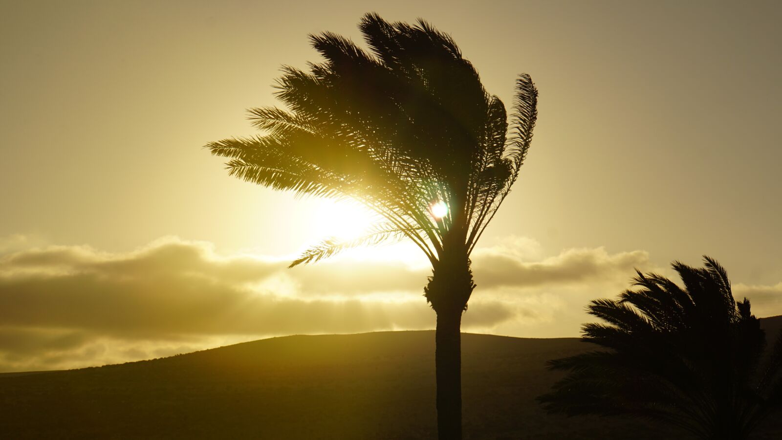 Sony E 18-200mm F3.5-6.3 OSS LE sample photo. Palm trees, sunset, background photography