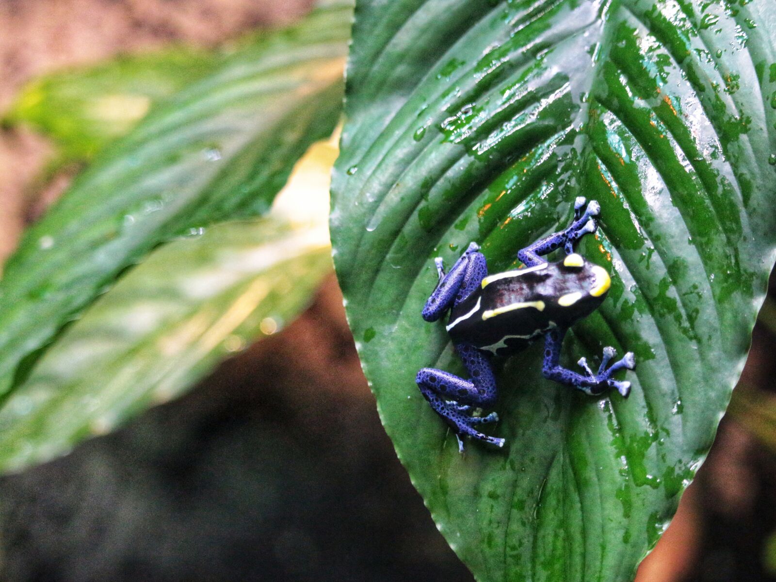 Canon EOS 70D + Canon EF-S 55-250mm F4-5.6 IS STM sample photo. Frog, wildlife, amphibian photography