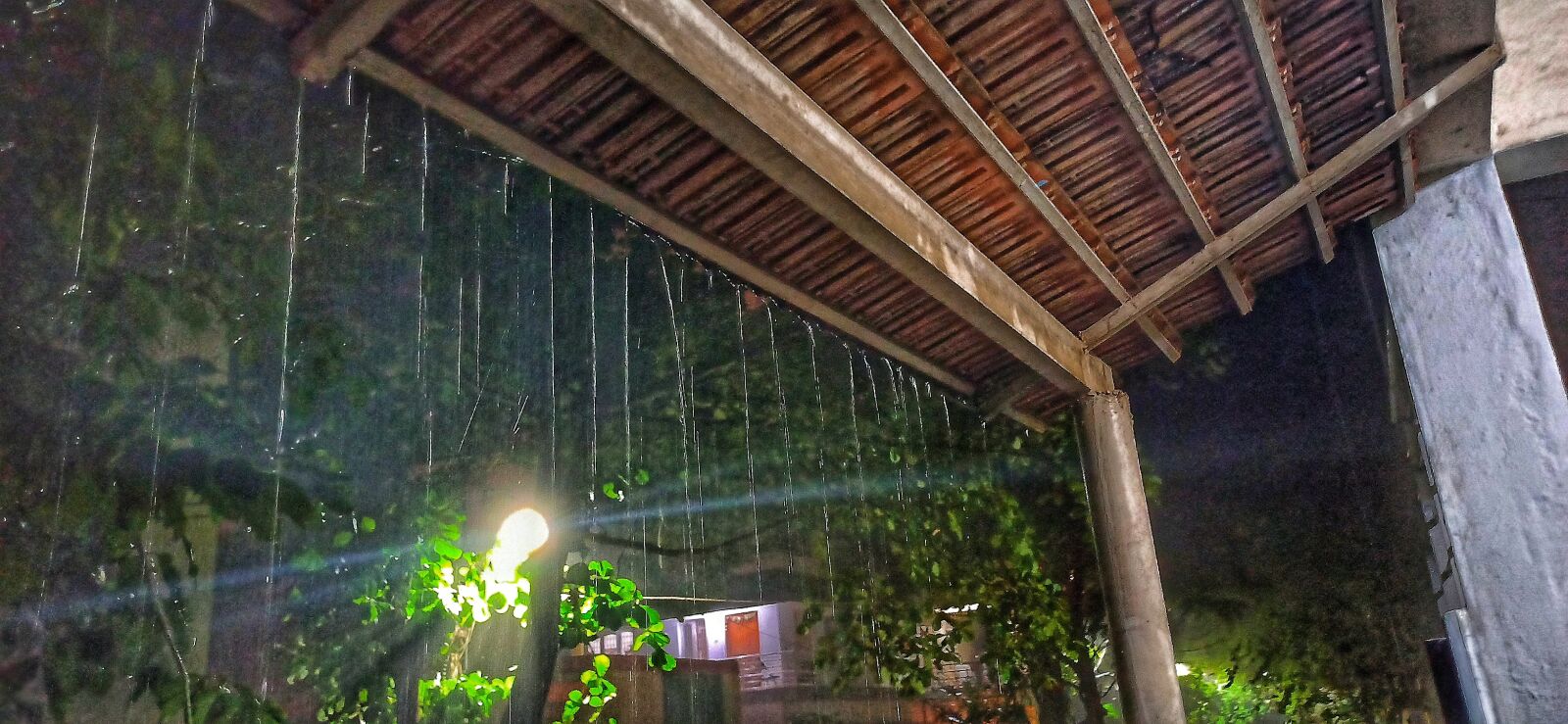 Xiaomi Redmi Note 8 Pro sample photo. Daisy, wet, rainy photography