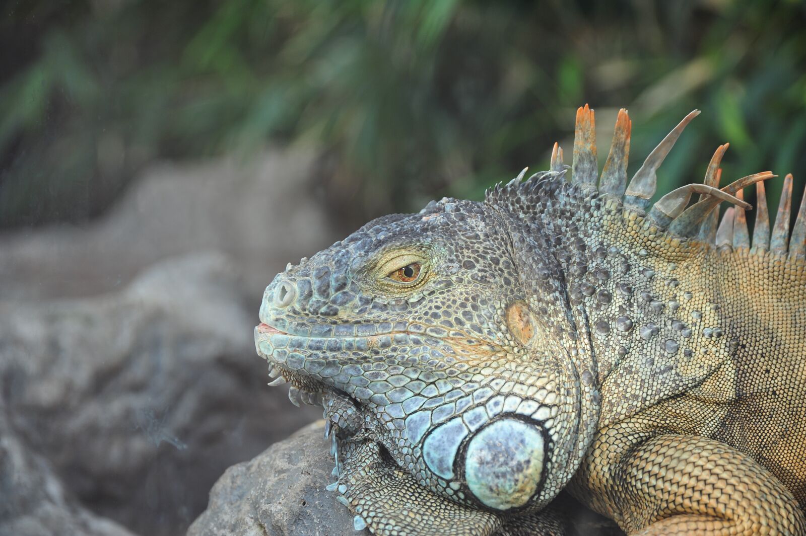 Nikon D700 sample photo. Lizard, tropics, exotic photography