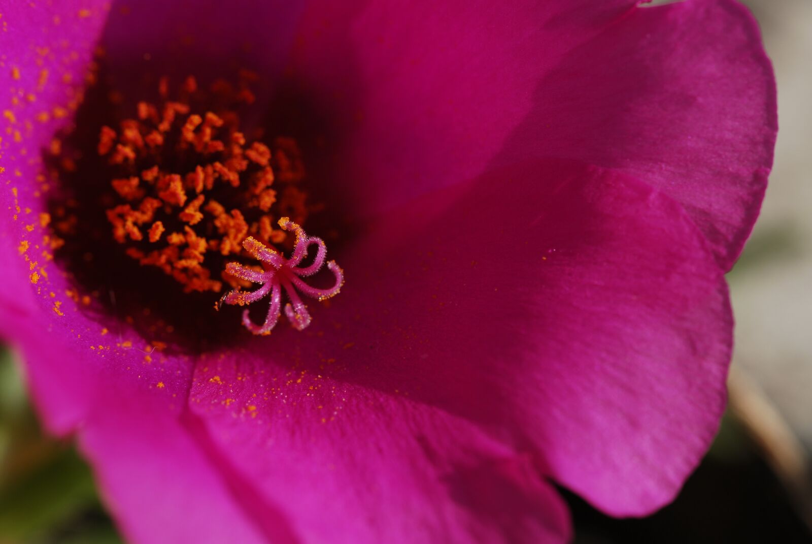 Nikon D200 sample photo. Pink, flowers, spring photography