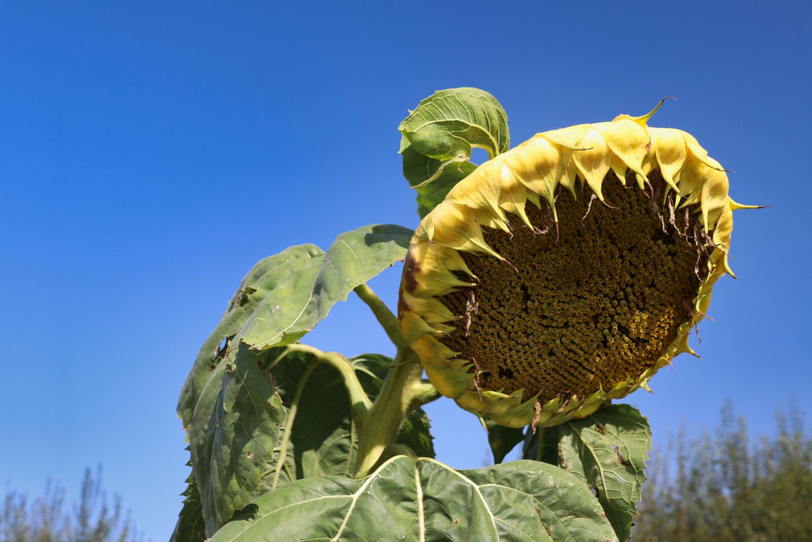 Canon EOS 80D sample photo. Sunflower, leaves, flower photography