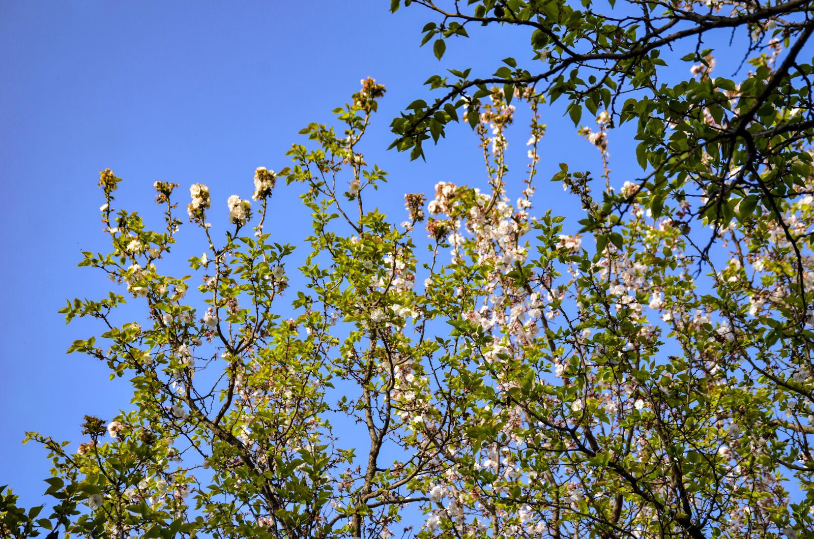 Nikon D7000 sample photo. Apple trees, blue sky photography