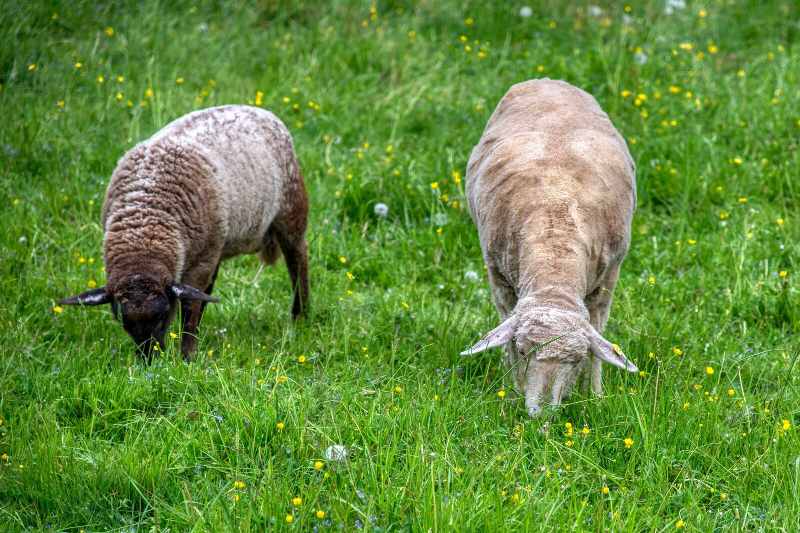 Nikon D750 sample photo. Sheep, two, duo photography