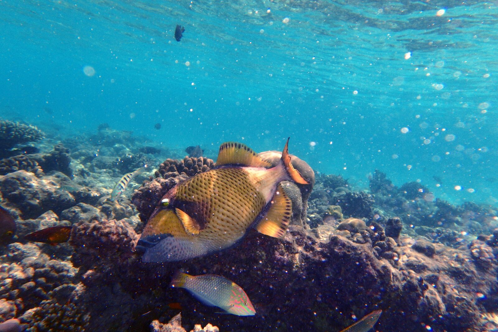 Olympus TG-850 sample photo. Fish, snorkel, sea photography