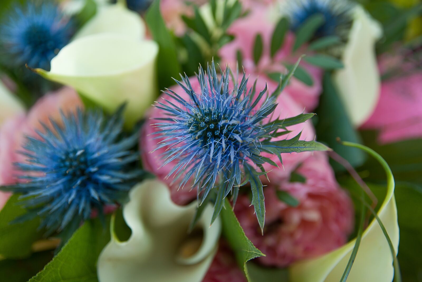 Pentax K10D sample photo. Flower, thistles, lys photography