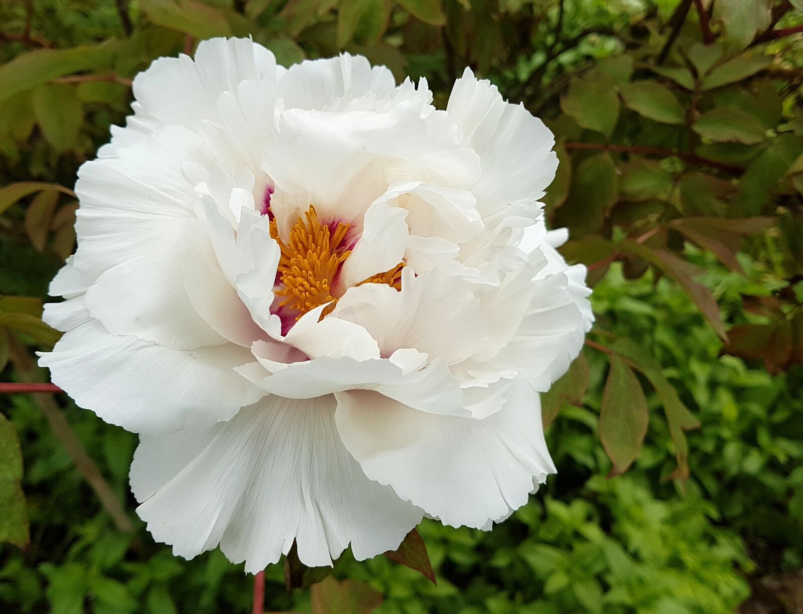 Samsung Galaxy S7 Edge sample photo. Peony, flower, bloom photography