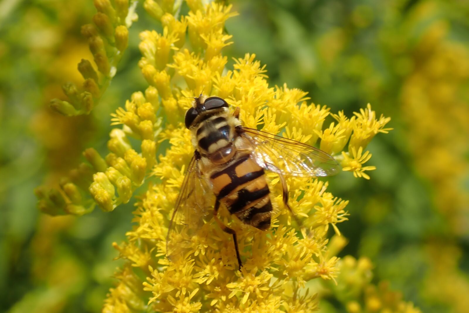 Olympus TG-5 sample photo. Schwirrfliege, hoverfly, flower photography