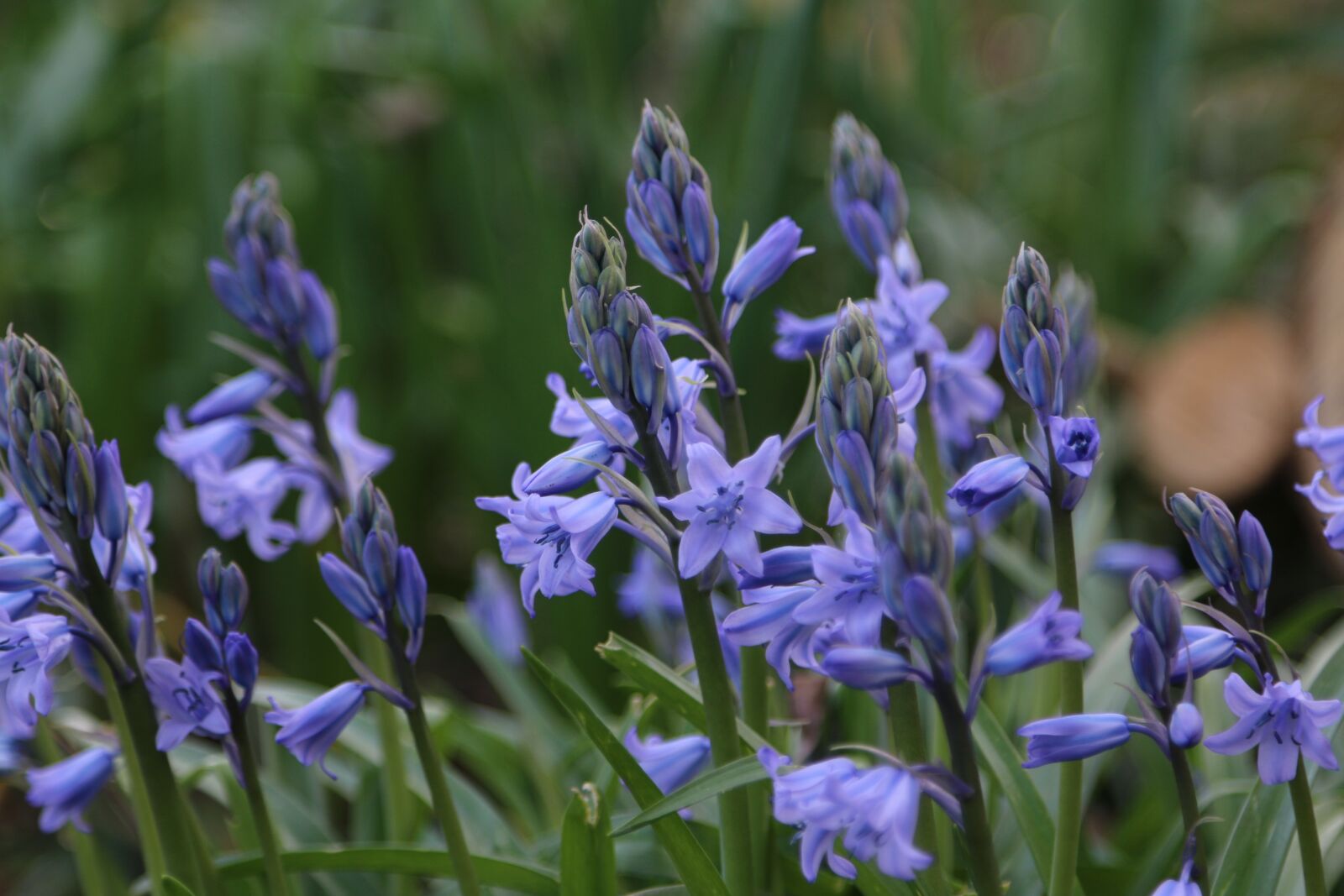 Canon EOS 70D + Canon EF 24-105mm F4L IS USM sample photo. Bluebell, bells, blue photography