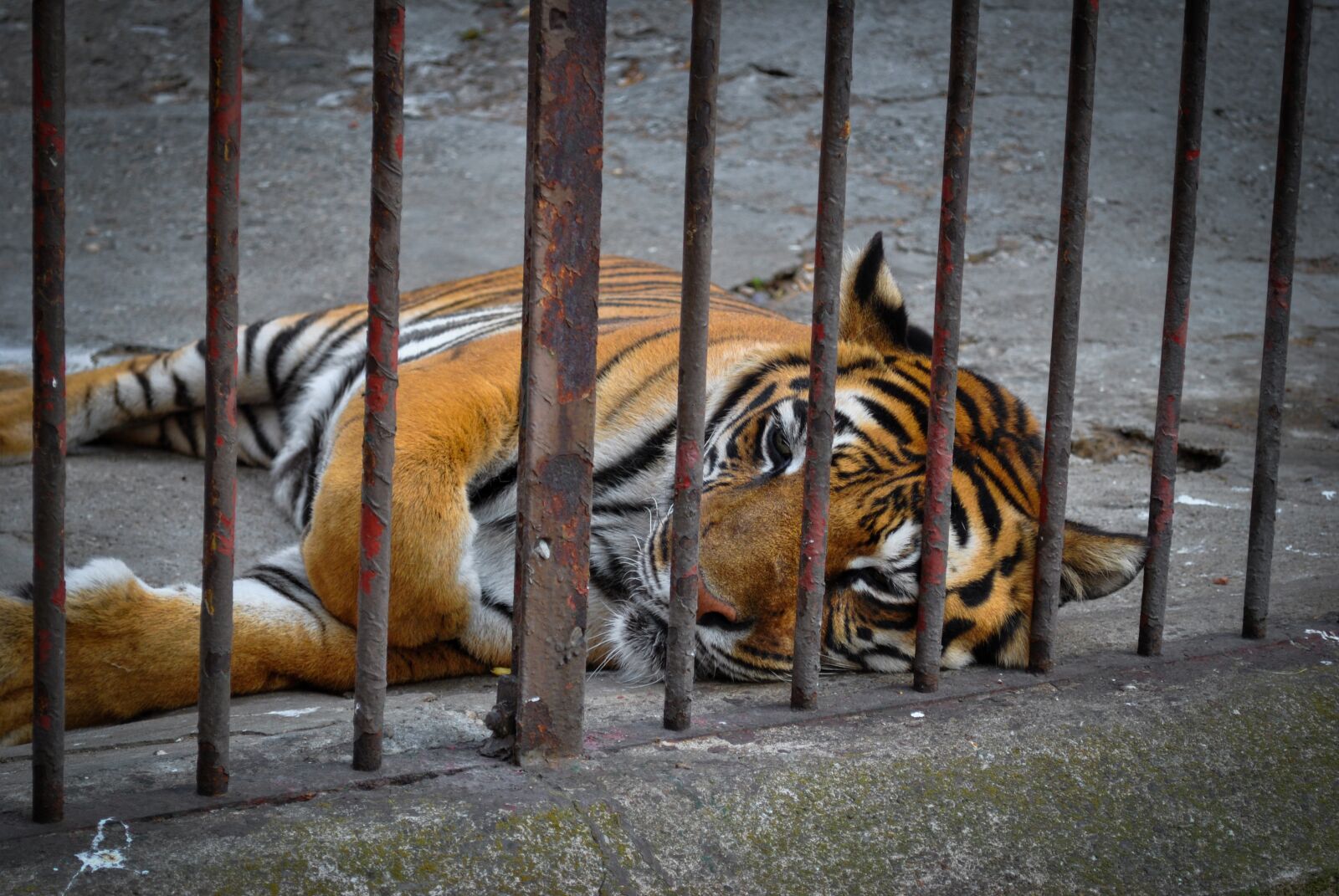 Nikon D3000 sample photo. Tiger, animal, predator photography