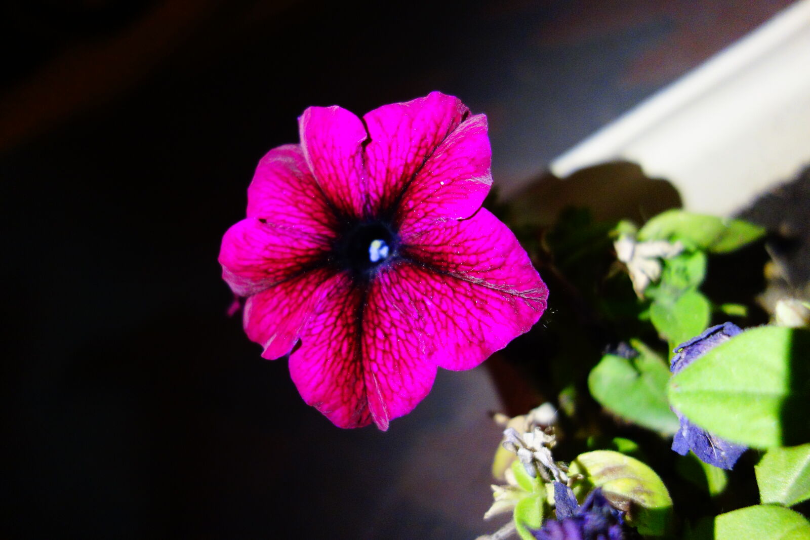 Sony Cyber-shot DSC-RX100 sample photo. Beautiful, flowers, flash, flower photography