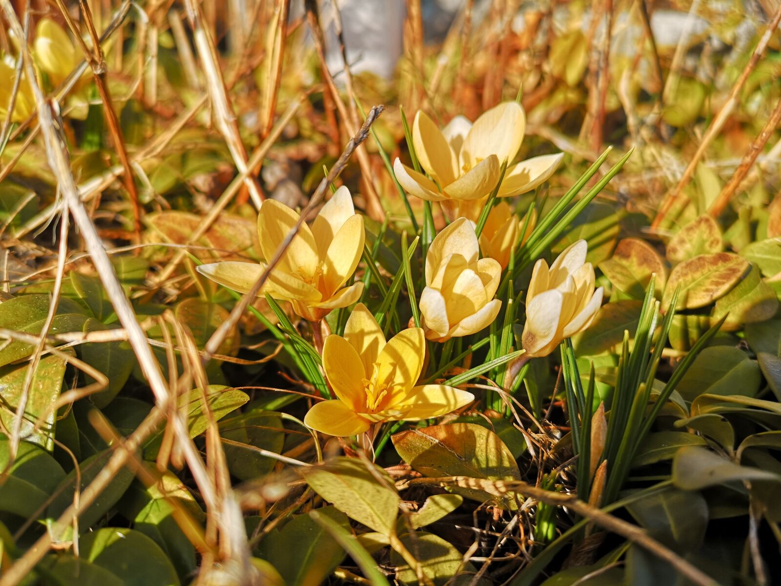 HUAWEI CLT-L29 sample photo. Crocus, spring, flower photography