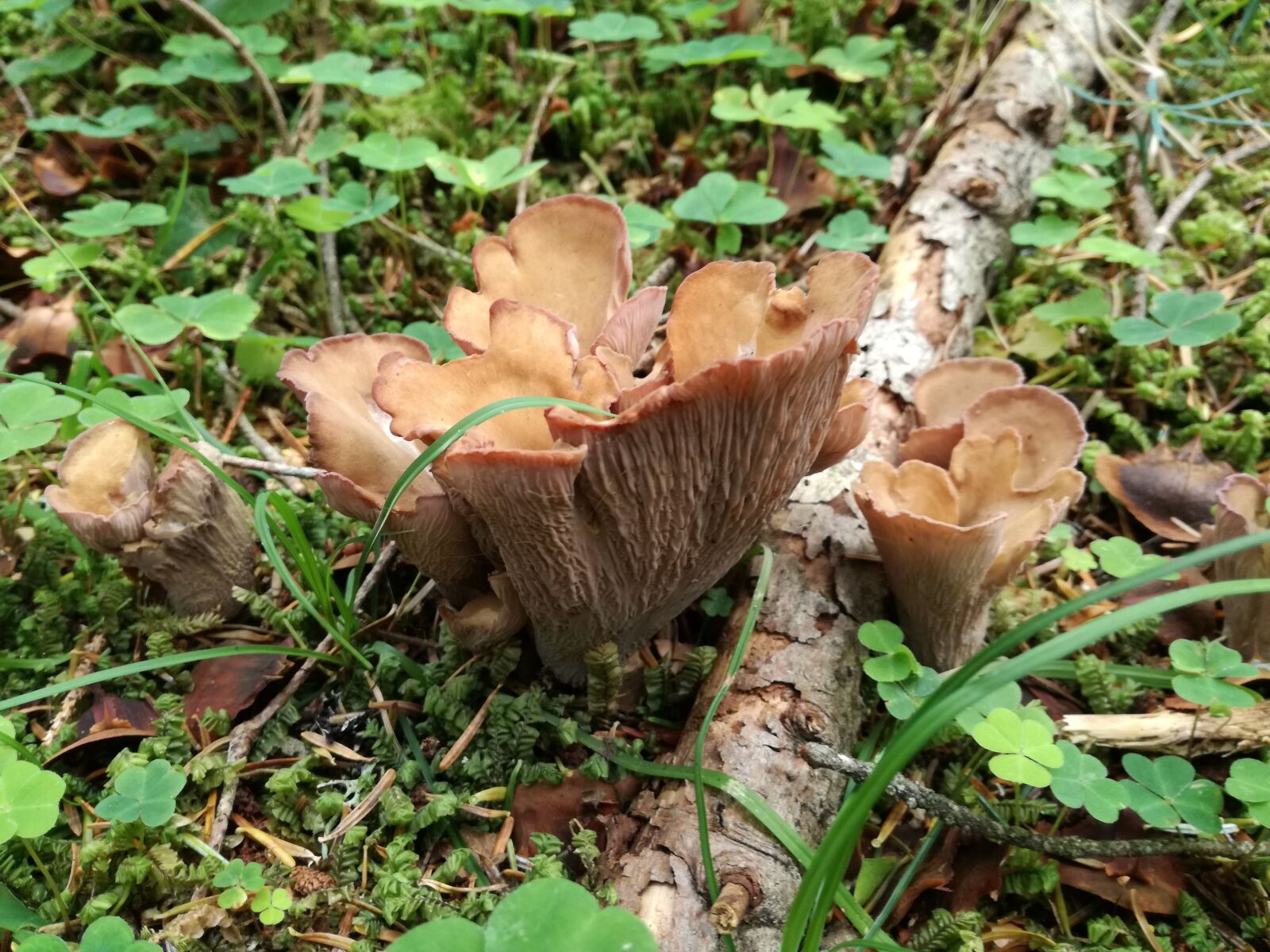 HUAWEI P9 LITE sample photo. Mushrooms, nature, biology photography