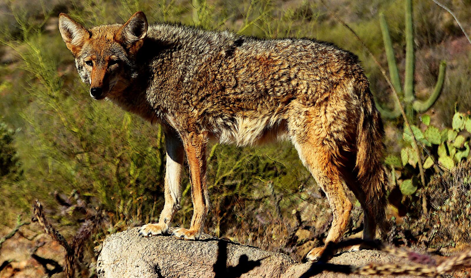 Panasonic Lumix DMC-FZ200 sample photo. Animal, coyote, nature photography