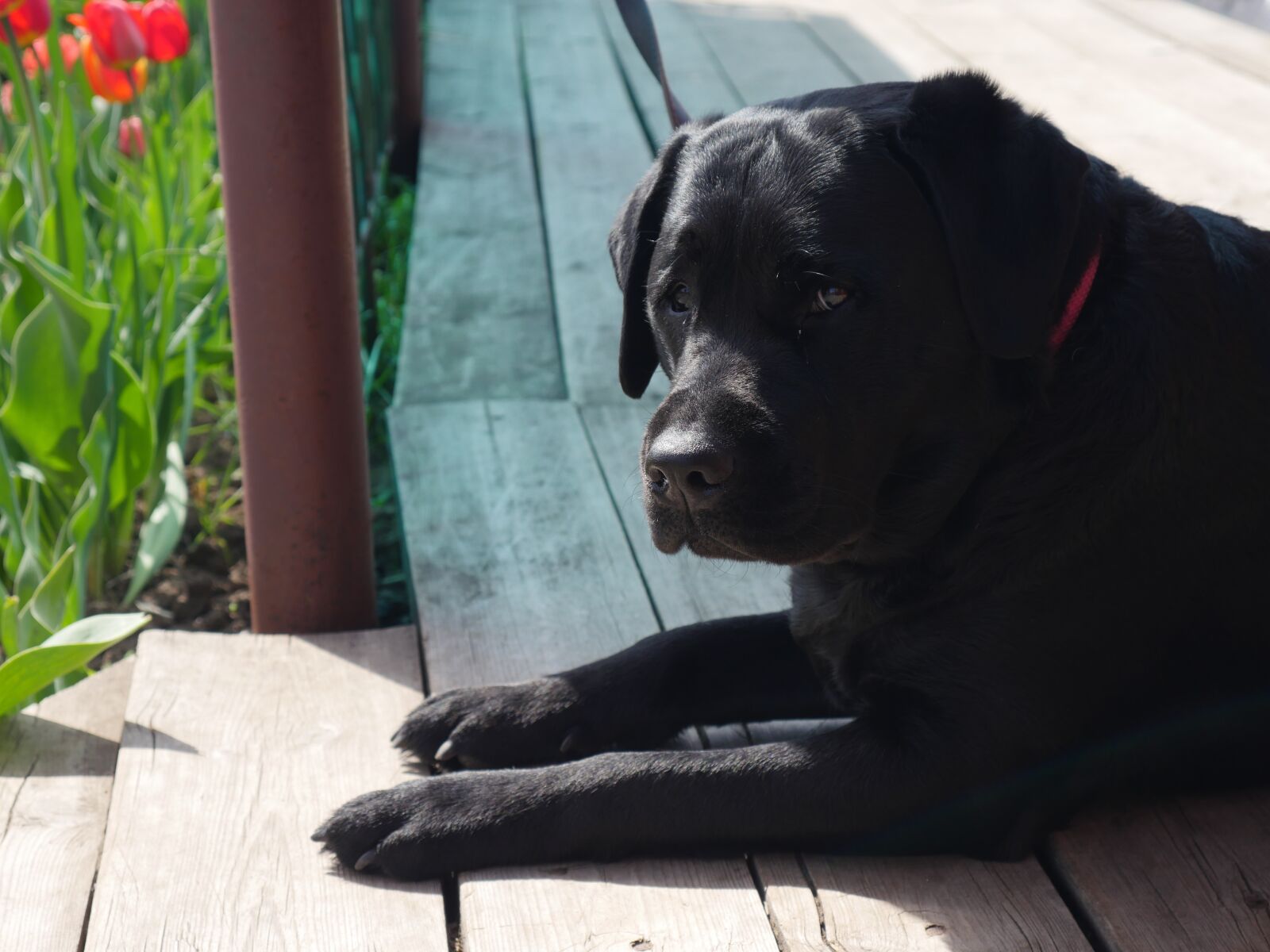Panasonic Lumix DMC-GX8 sample photo. Dog, black dog, labrador photography